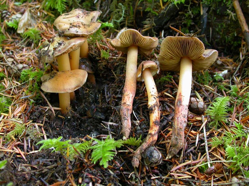 Phaeocollybia gregaria